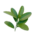 hojas 01